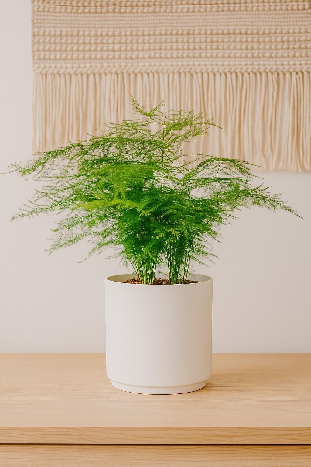 Fern 'Asparagus'