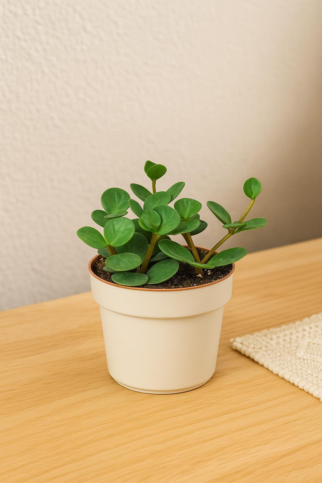Peperomia 'Hope'