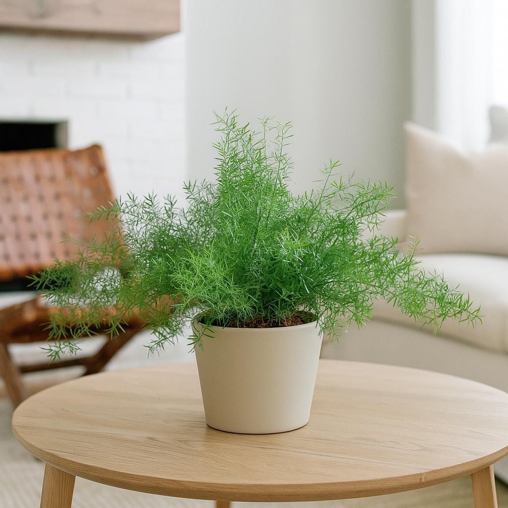 Fern 'Sprengeri'