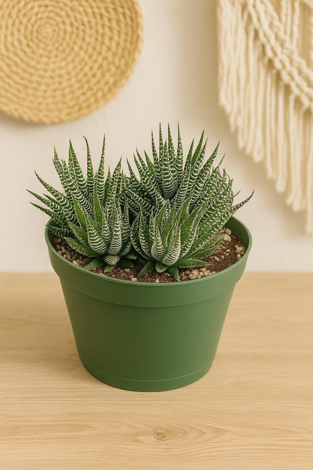 Zebra Succulent