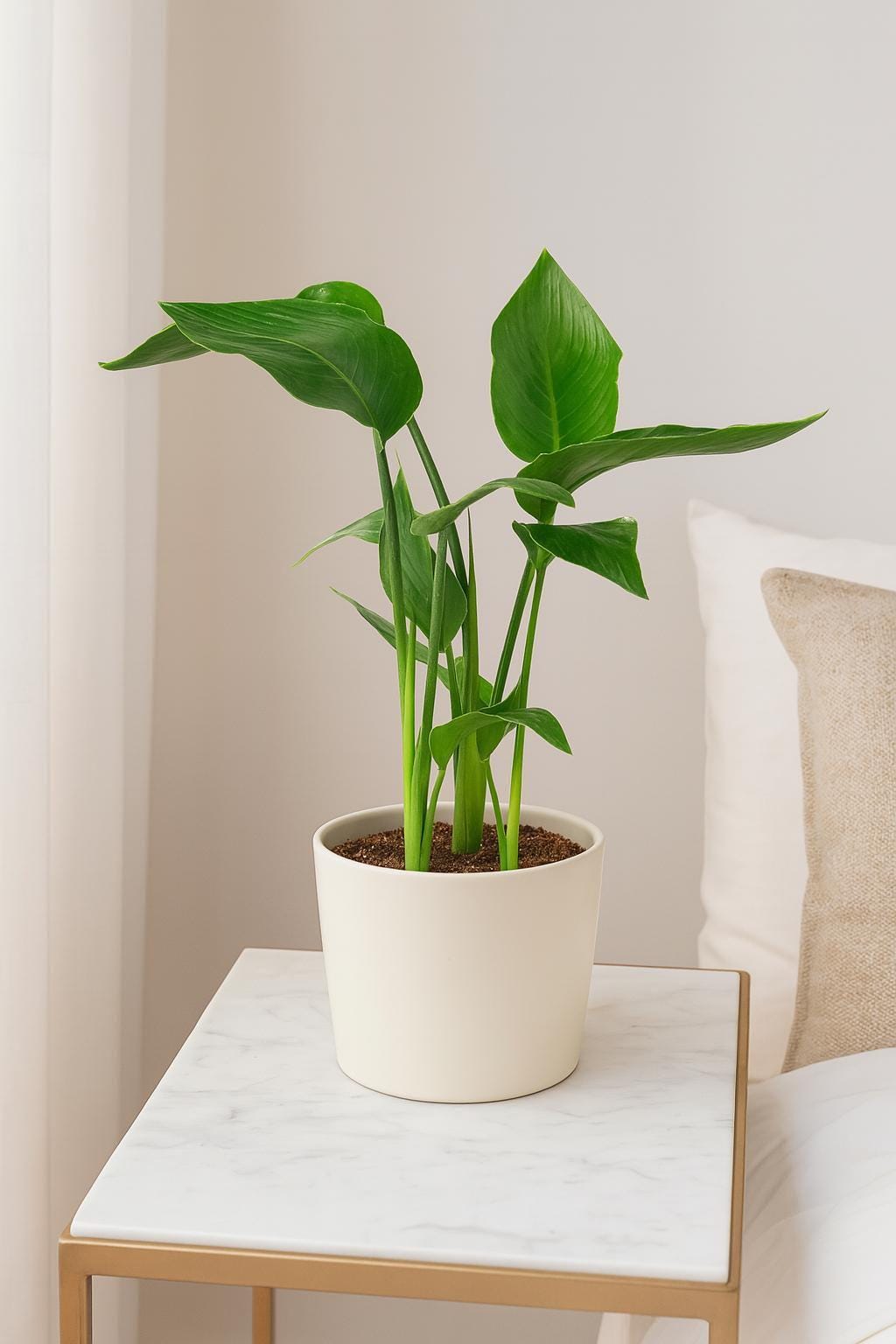 White Bird of Paradise 'Strelitzia Nicolai'