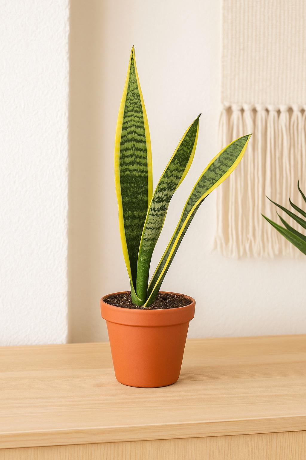 Snake Plant Laurentii