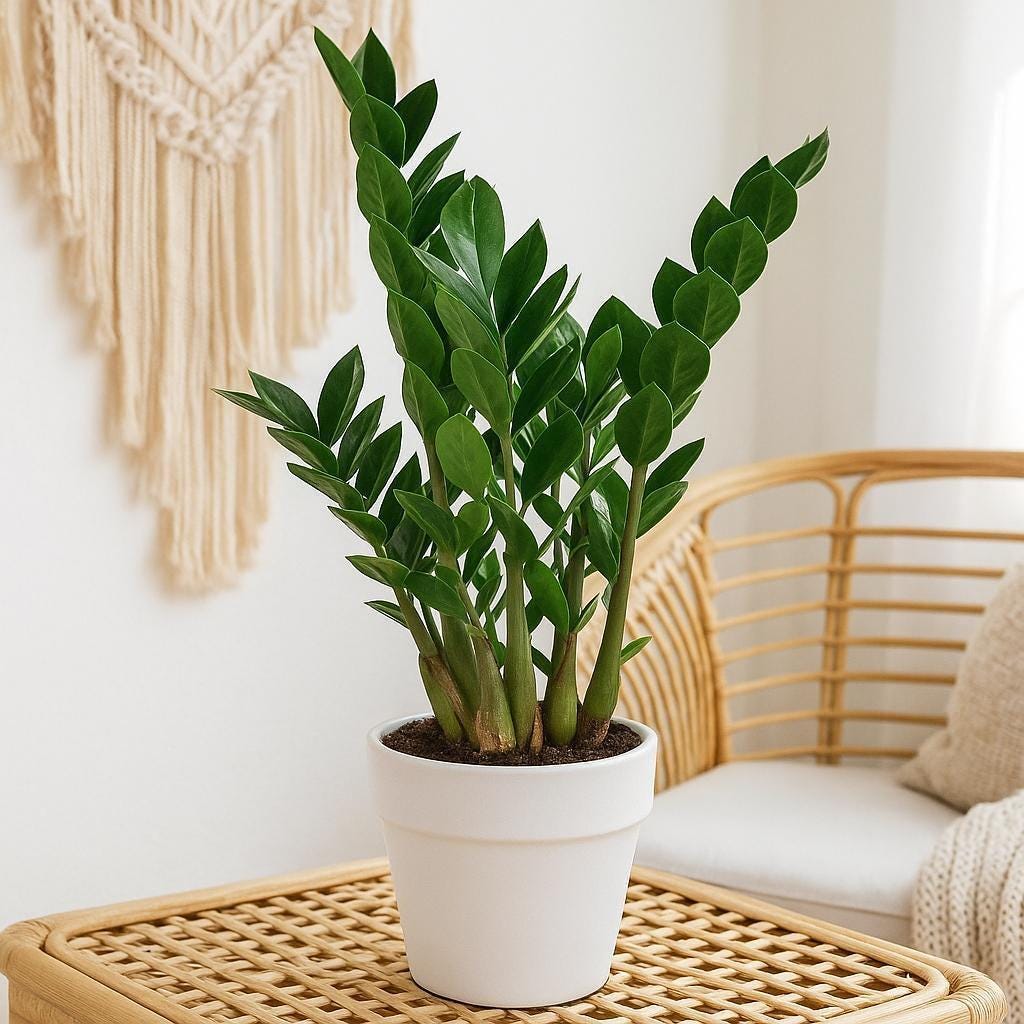 Zamioculcas Zamiifolia ZZ