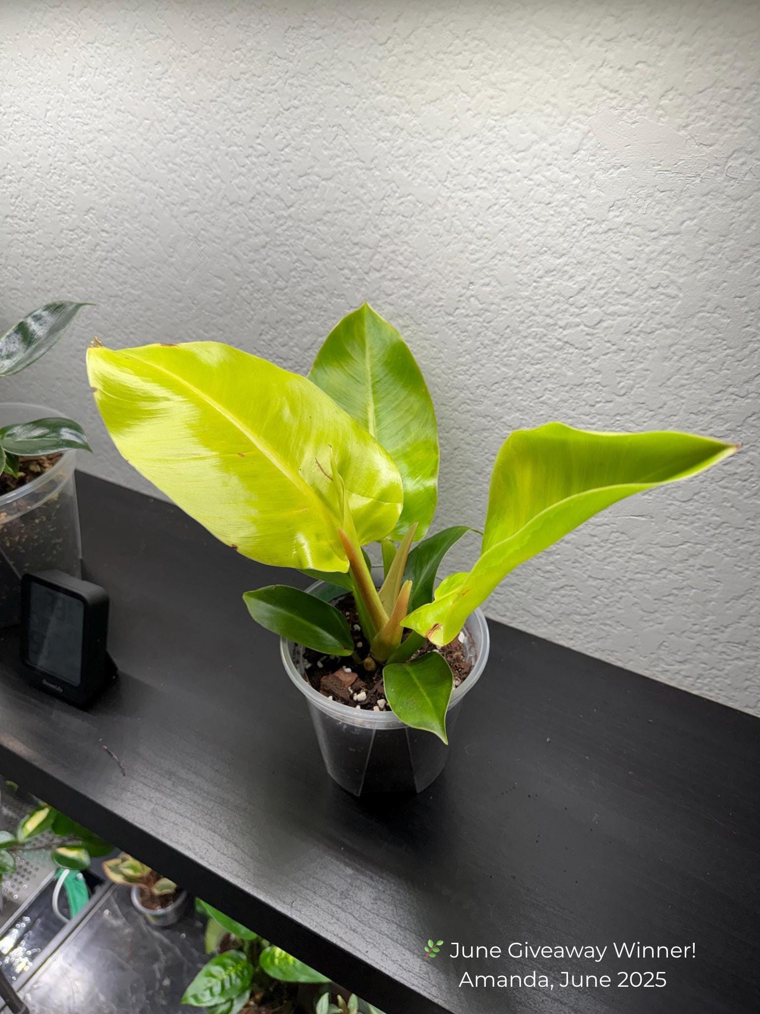 Philodendron 'Moonlight'