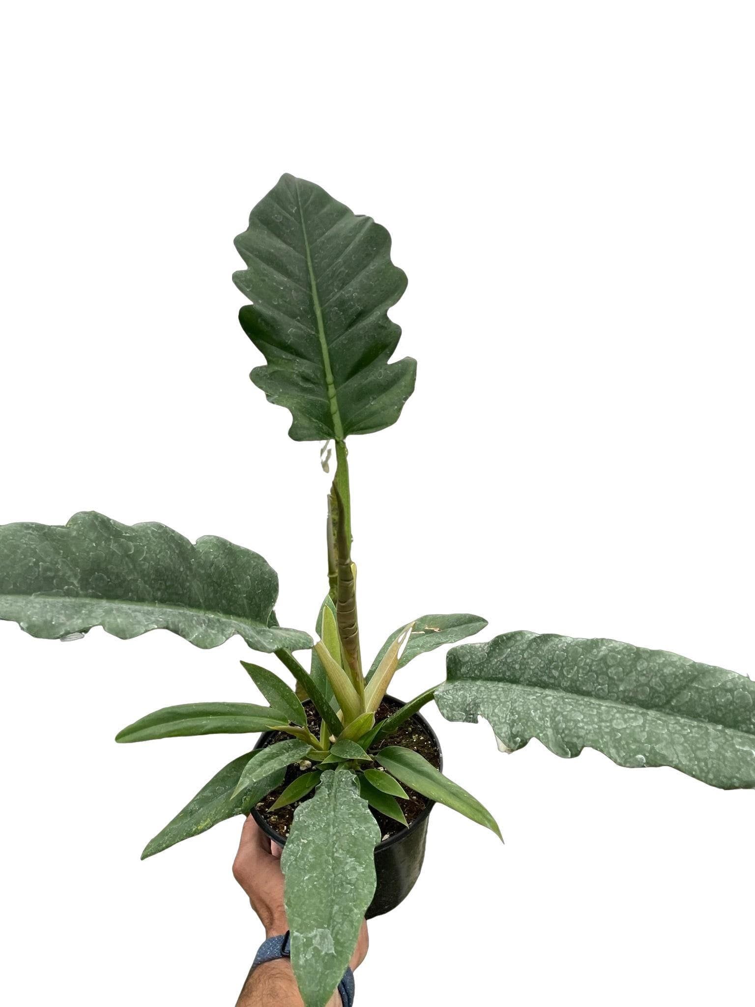 Philodendron 'Jungle Boogie'