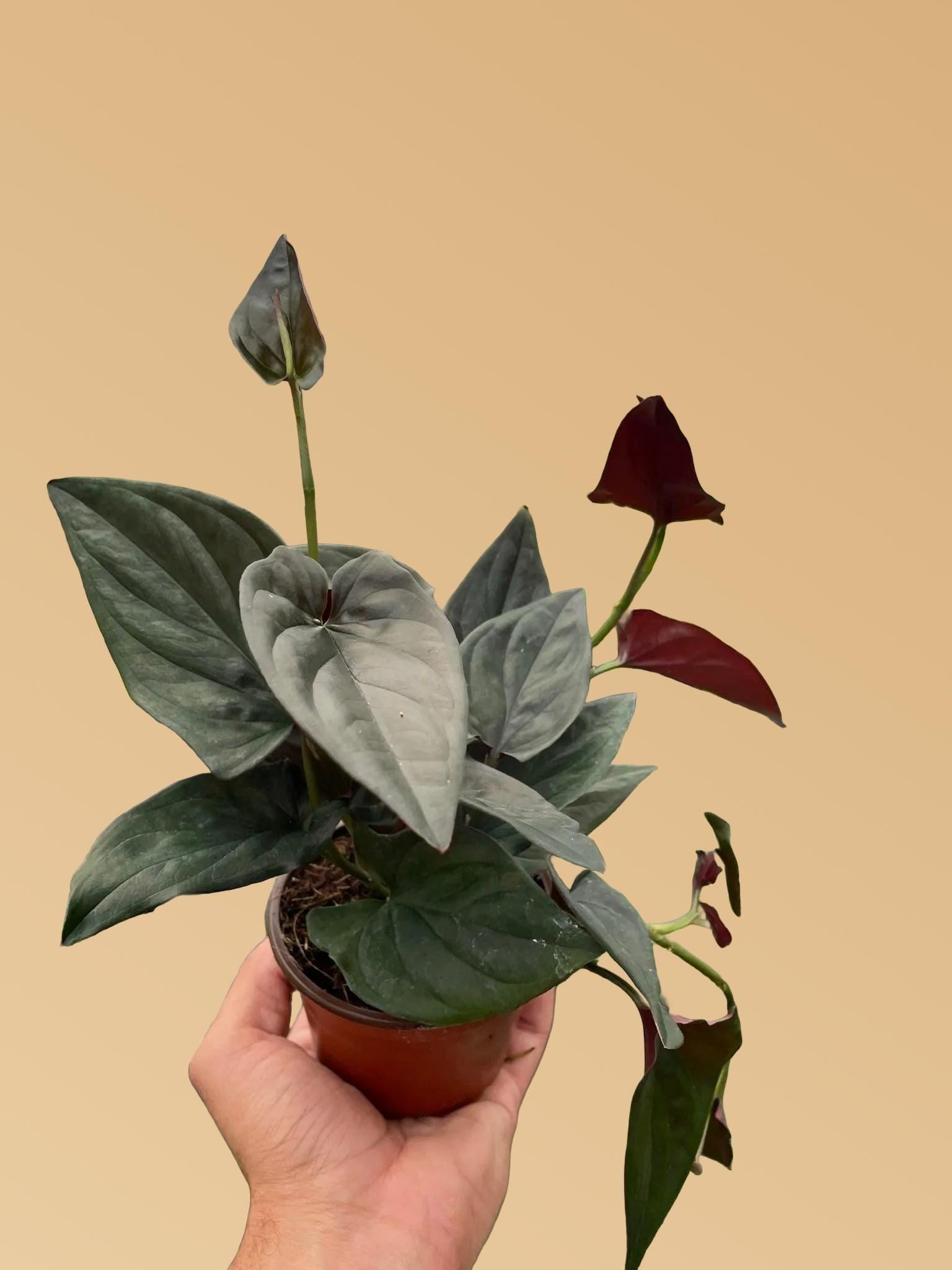 Syngonium 'Red Arrow'