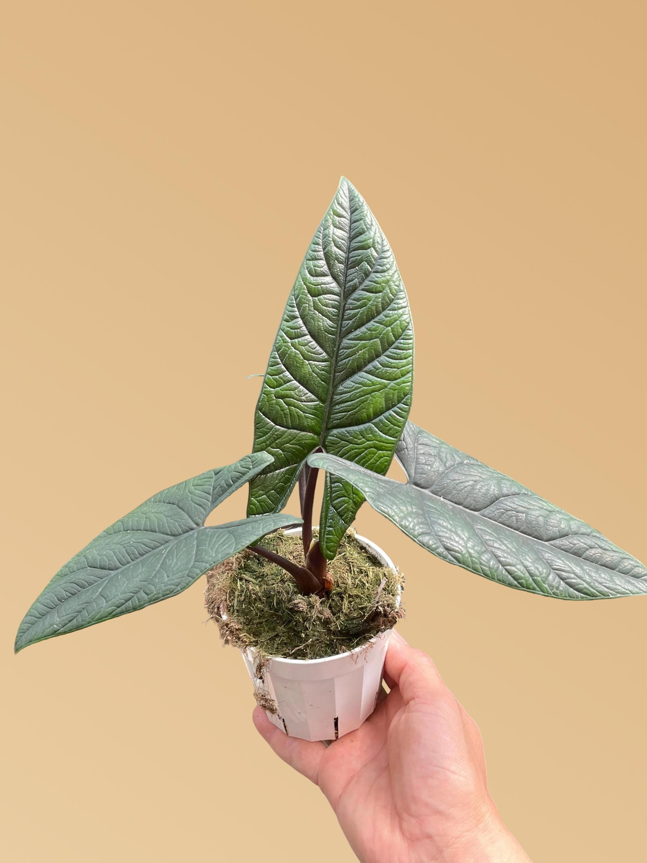 Alocasia 'Scalprum'