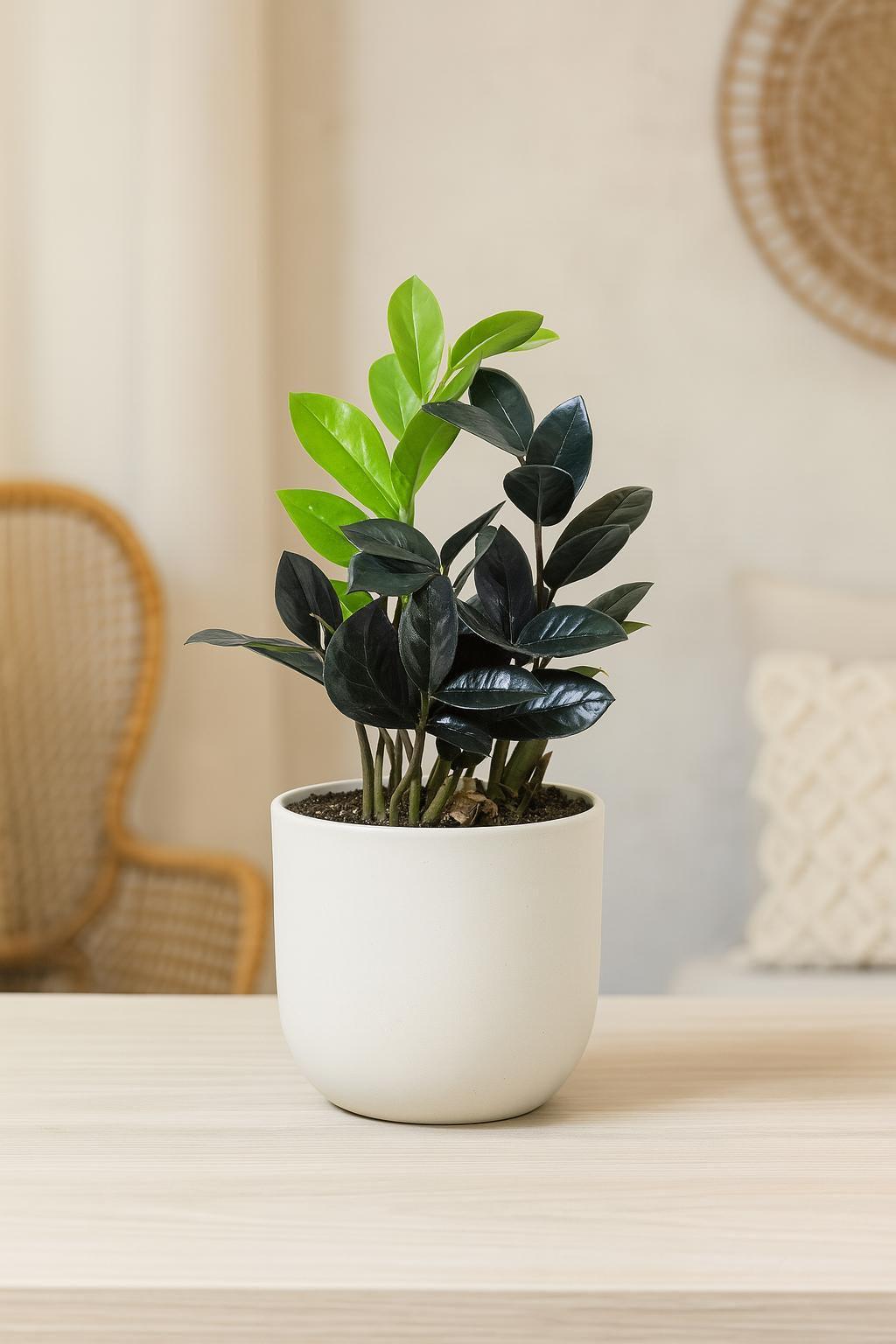 ZZ Zamioculcas 'Black Queen'