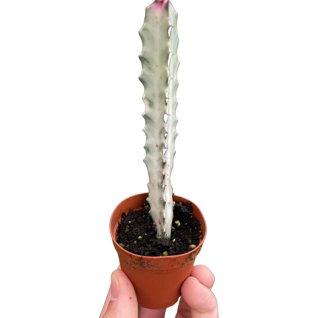 Succulent Euphorbia 'Dragon Bone'