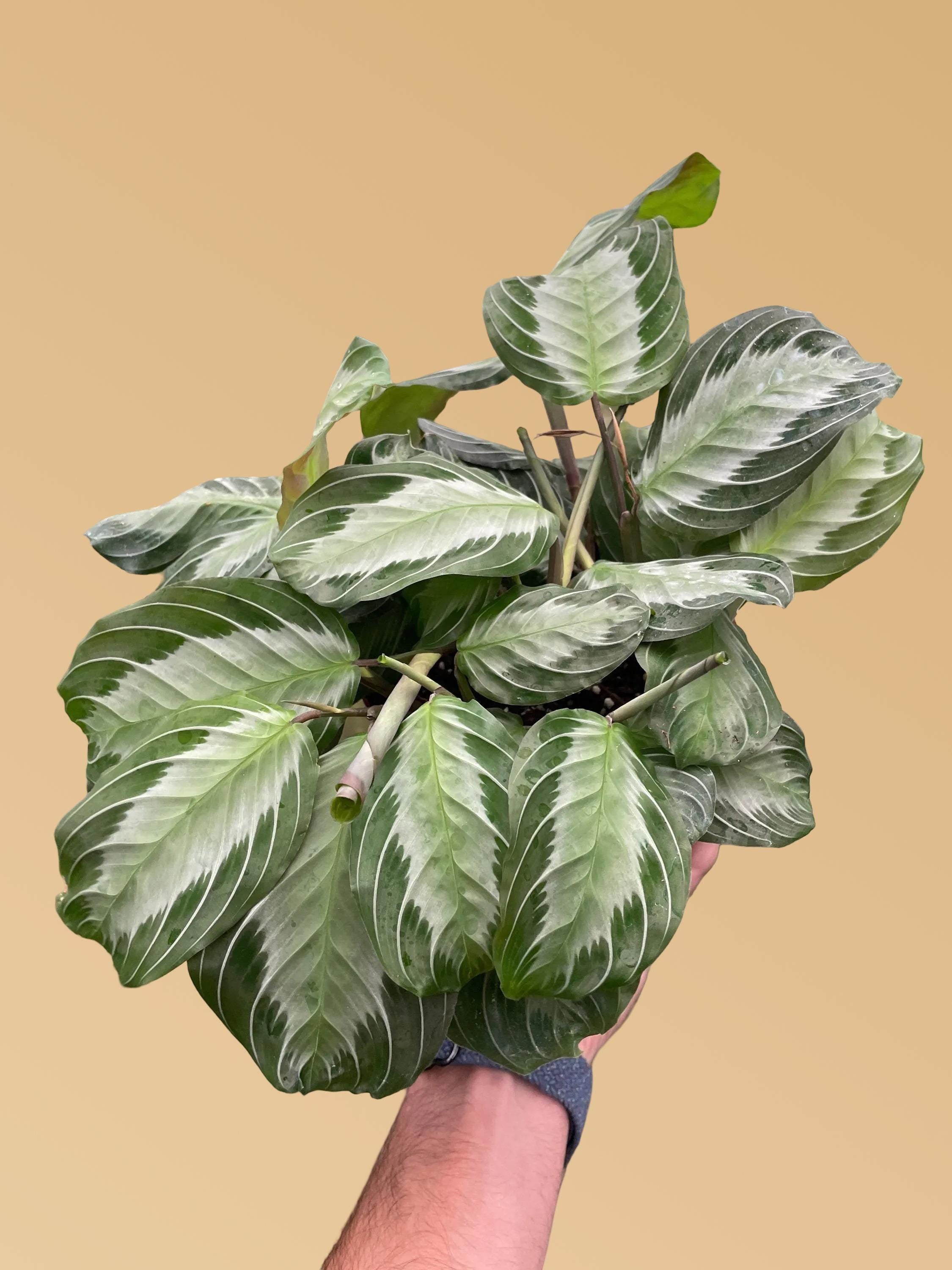 Maranta 'Silver Band'