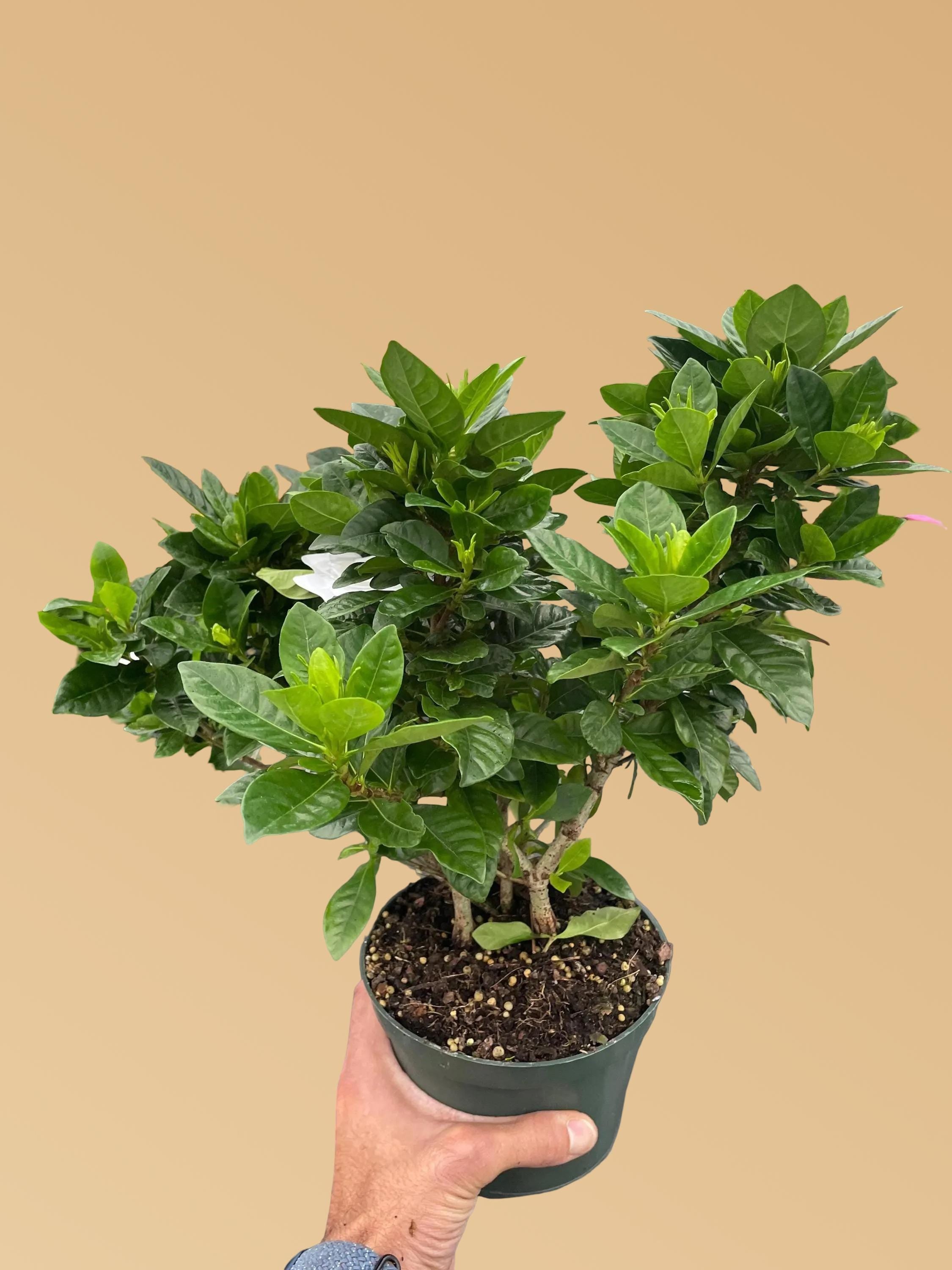 Gardenia 'Bush'