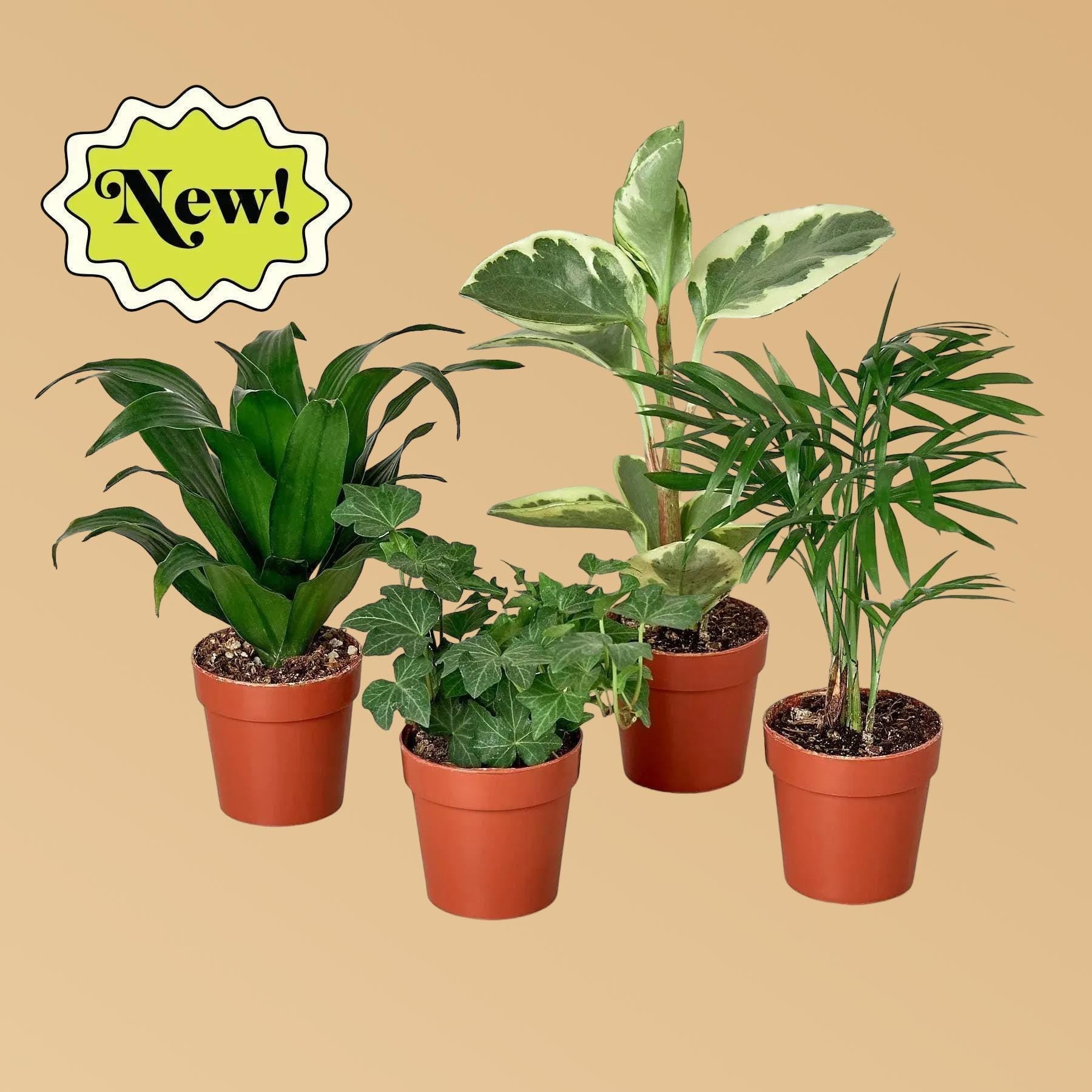 3" Tropical Plant Variety Bundle