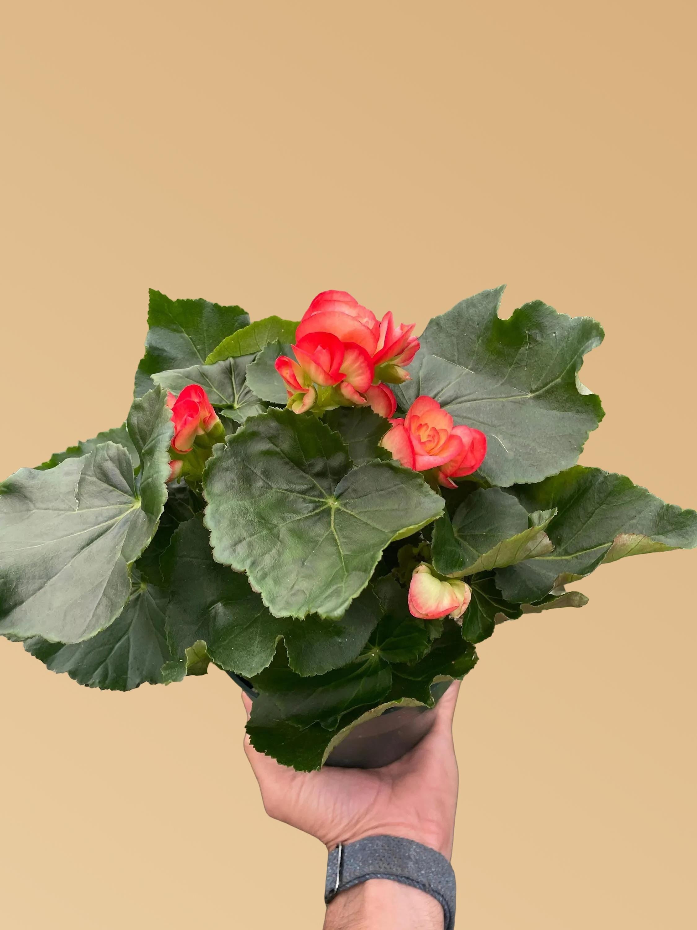 Begonia 'Reiger'