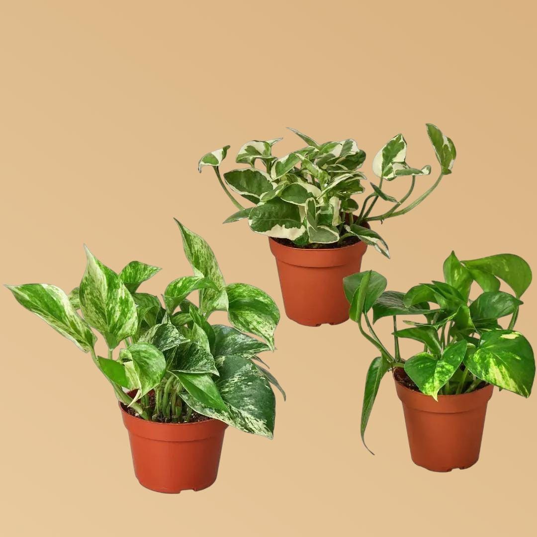 3 Pothos Variety Pack / 4" Pot / Live Plant / Home and Garden Plants