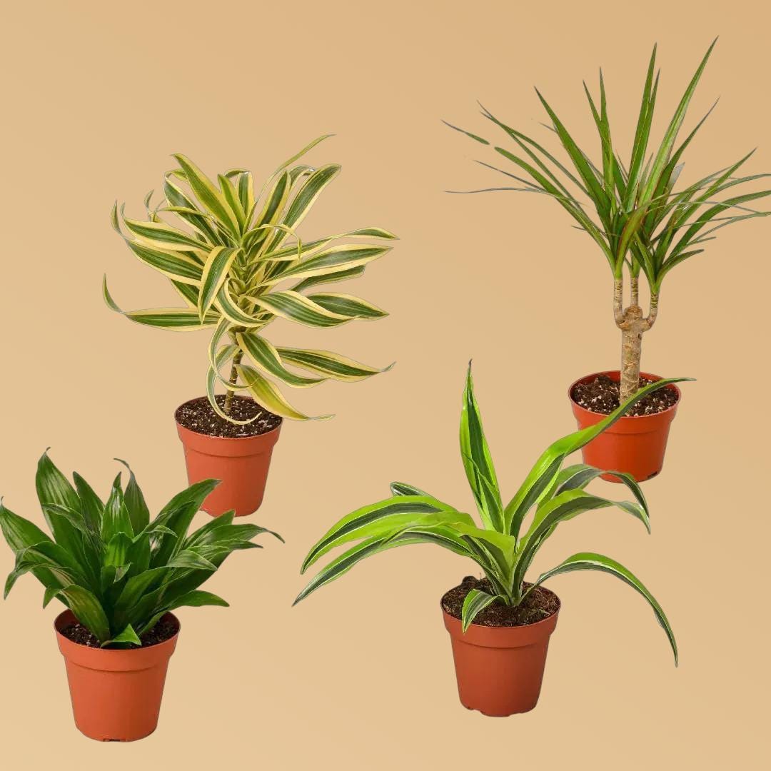 4 Different Dracaenas Variety Pack - Live House Plant - 4" Pot