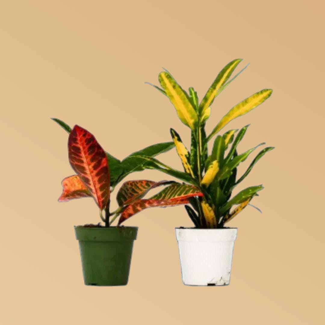 2 Croton Variety Pack - 4" Pot