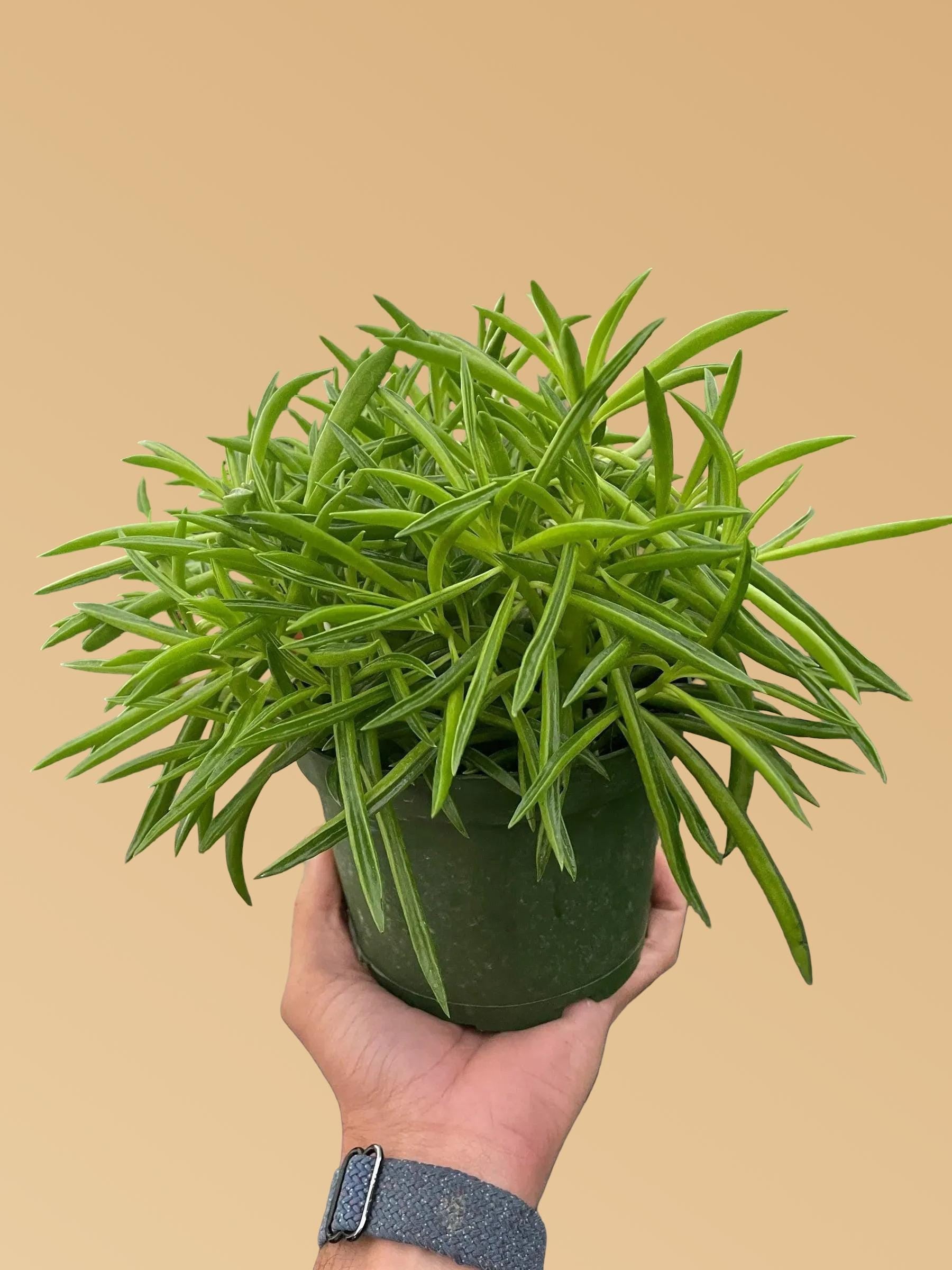 Peperomia 'Green Bean'