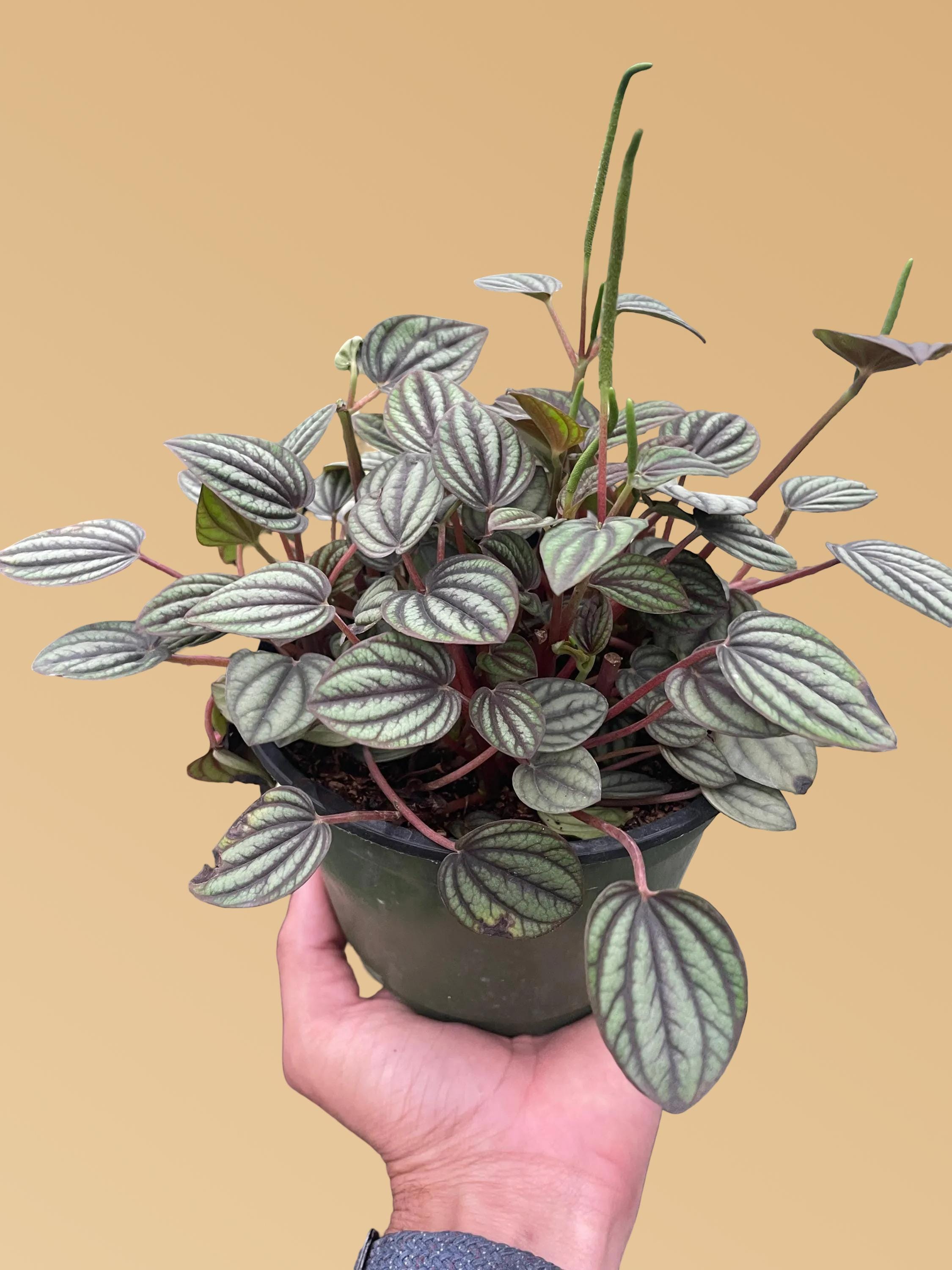 Peperomia 'Picollo Banda'