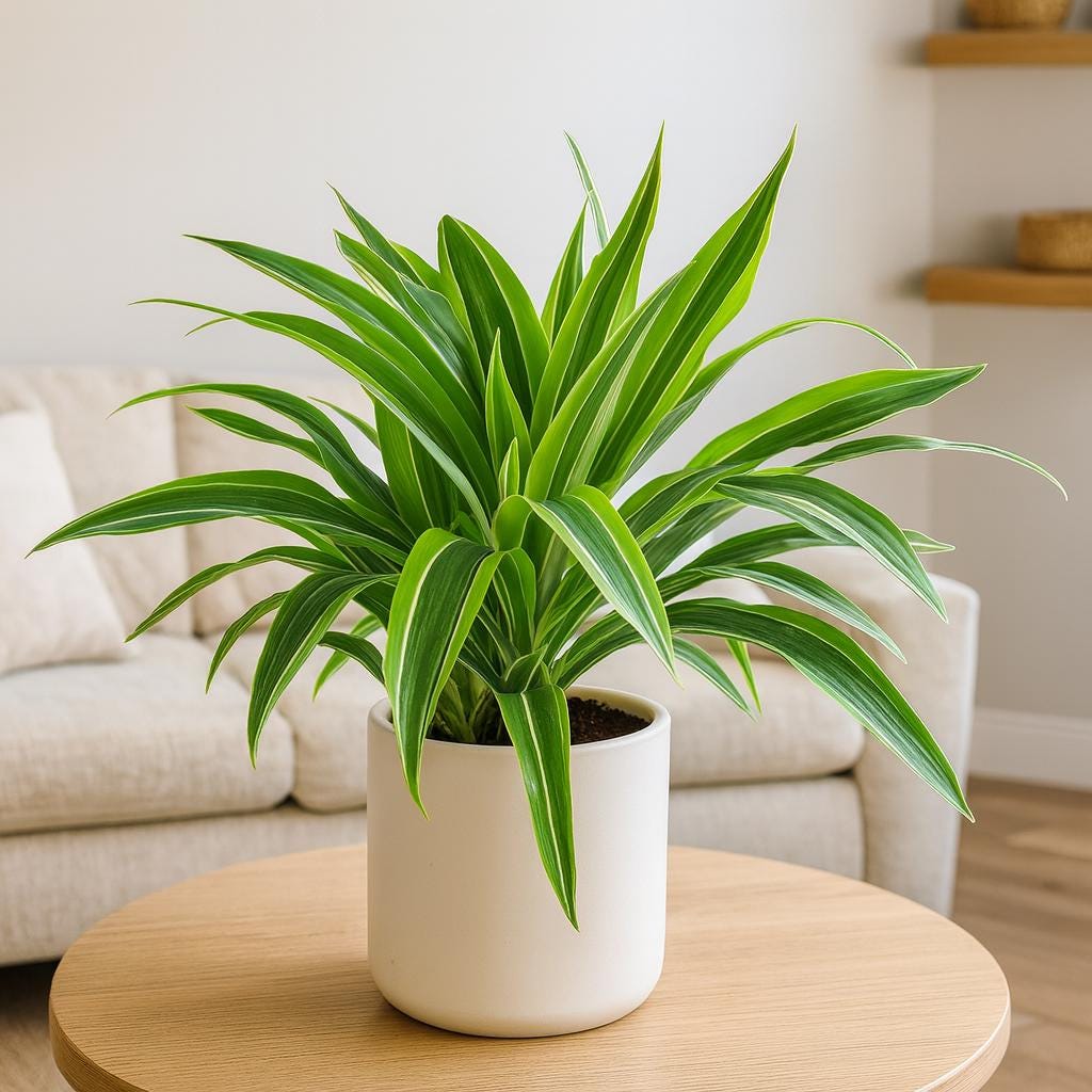 Dracaena Deremensis 'Lemon Lime'