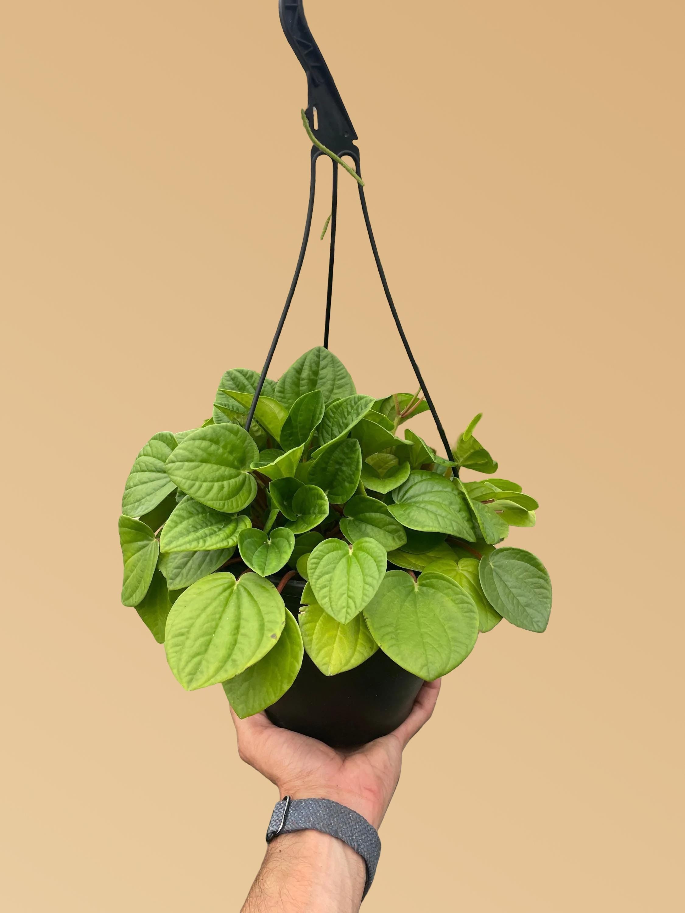 Peperomia 'Rana Verde'