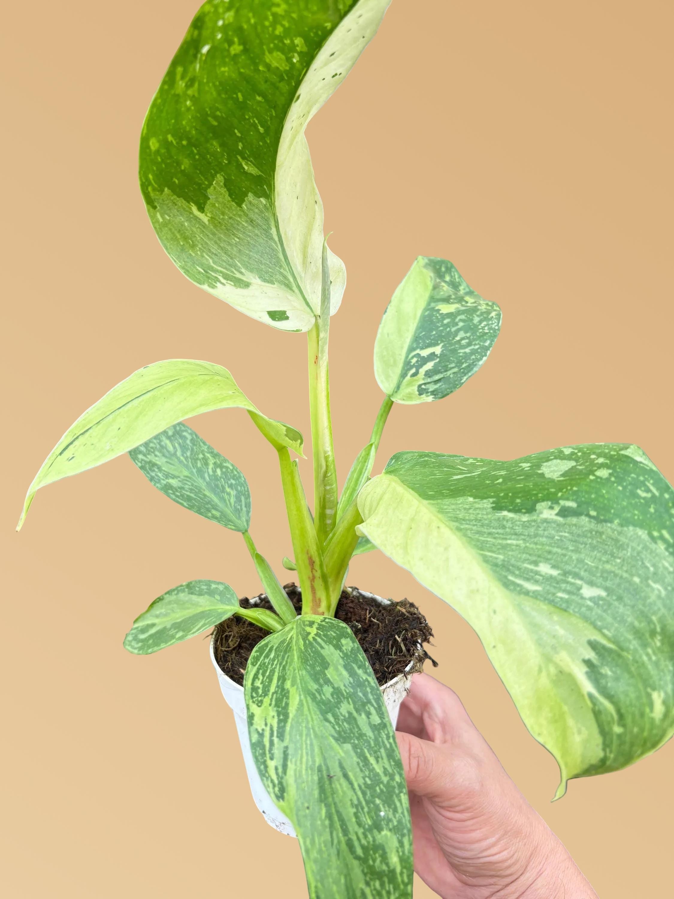 Philodendron Jose Bueno