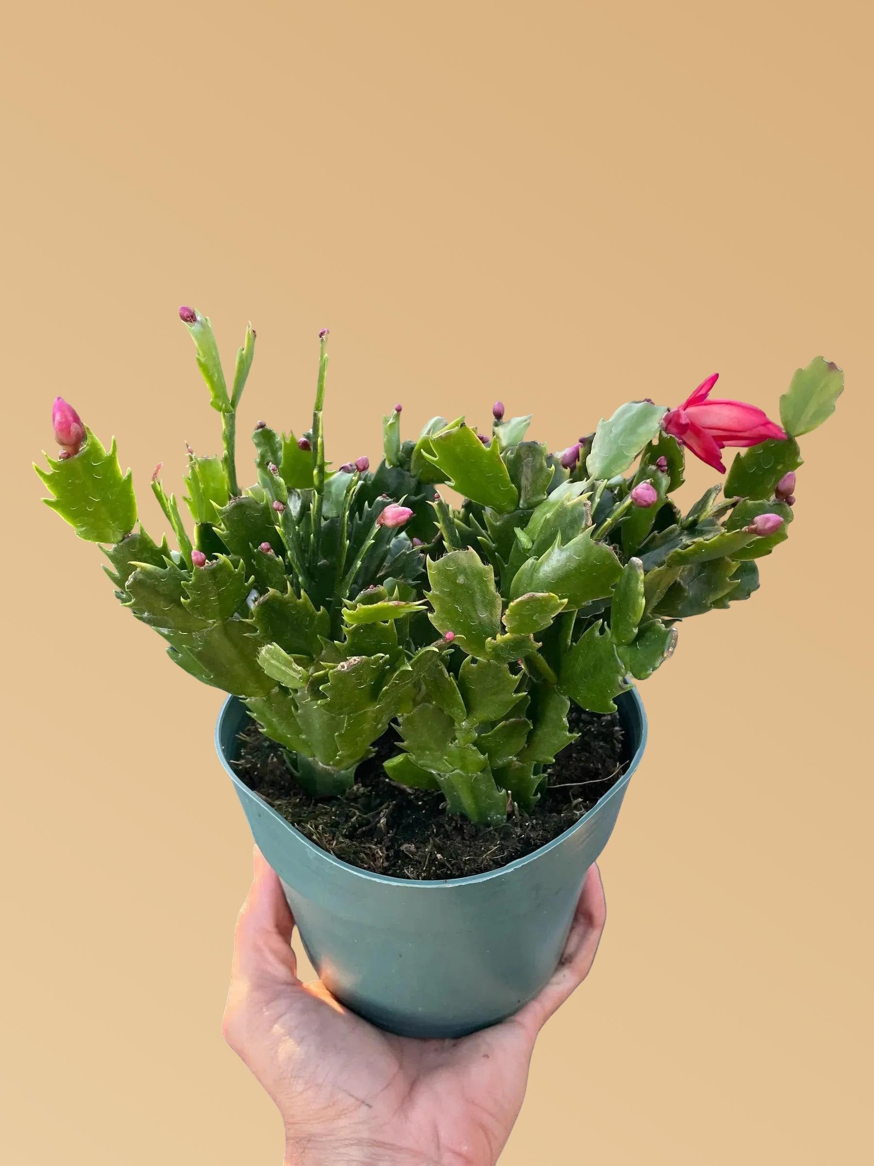 Zygocactus 'Thanksgiving Cactus'