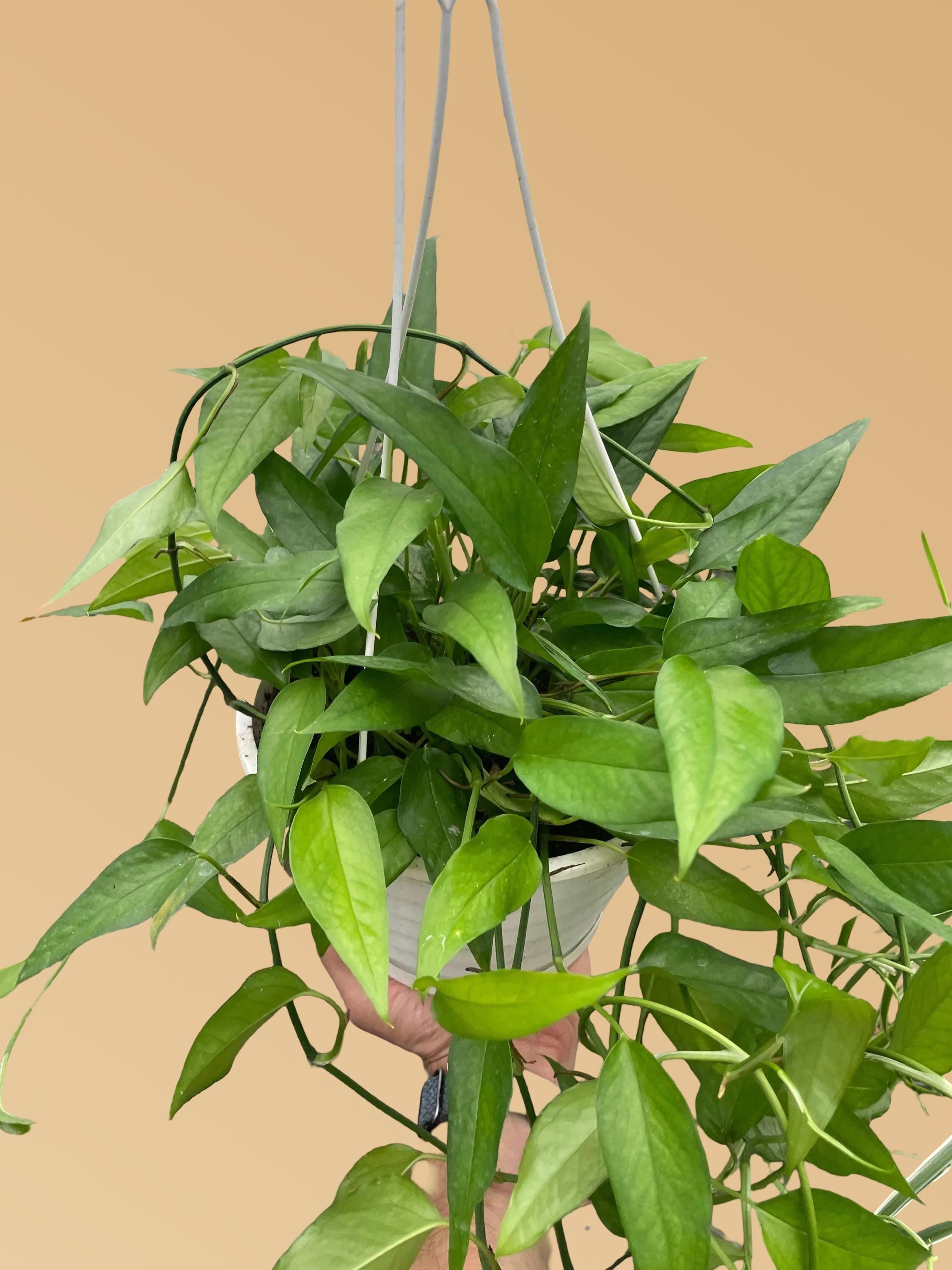 Pothos Skeleton Key