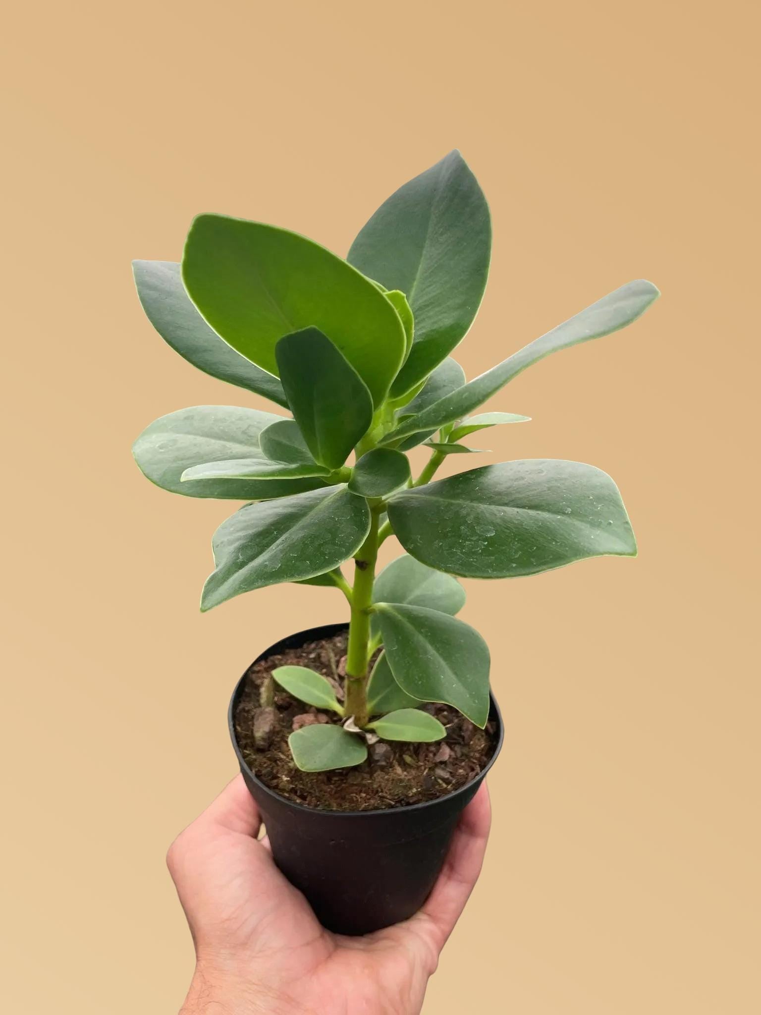 Clusia 'Princess' (Autograph Plant)