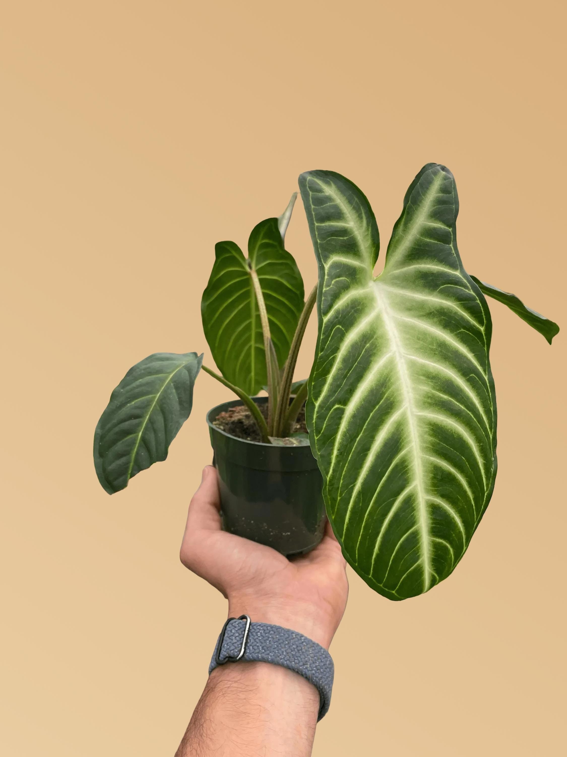 Xanthosoma 'Lendenii'