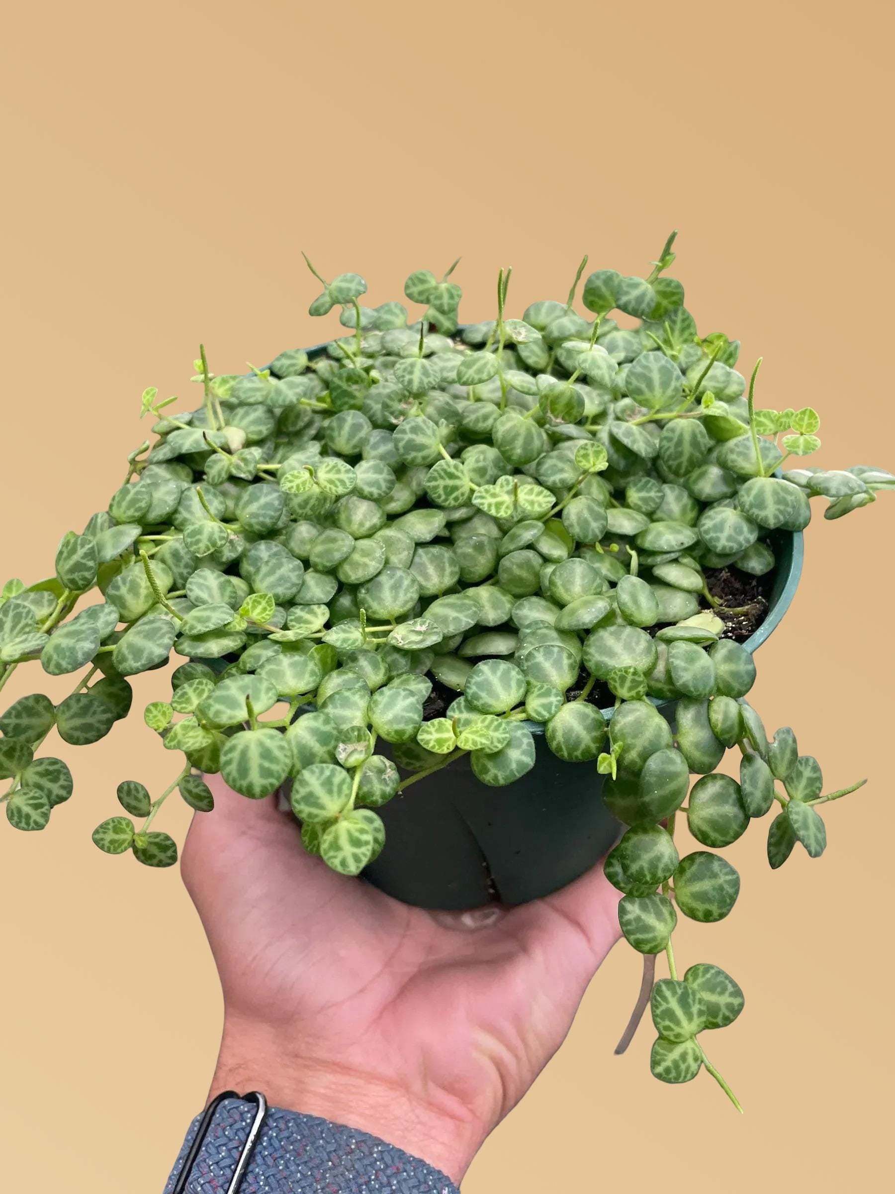 Peperomia Prostrata 'String of Turtles'
