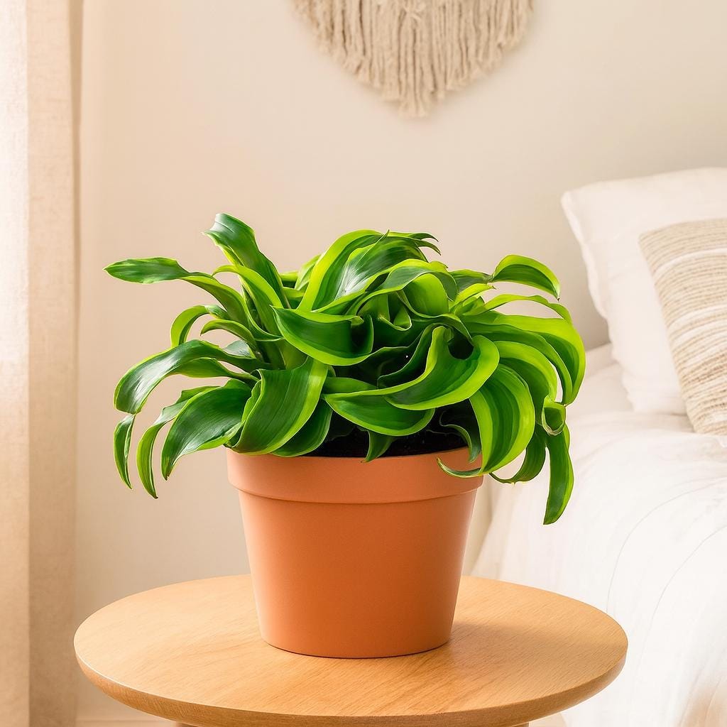 Dracaena 'Tornado'
