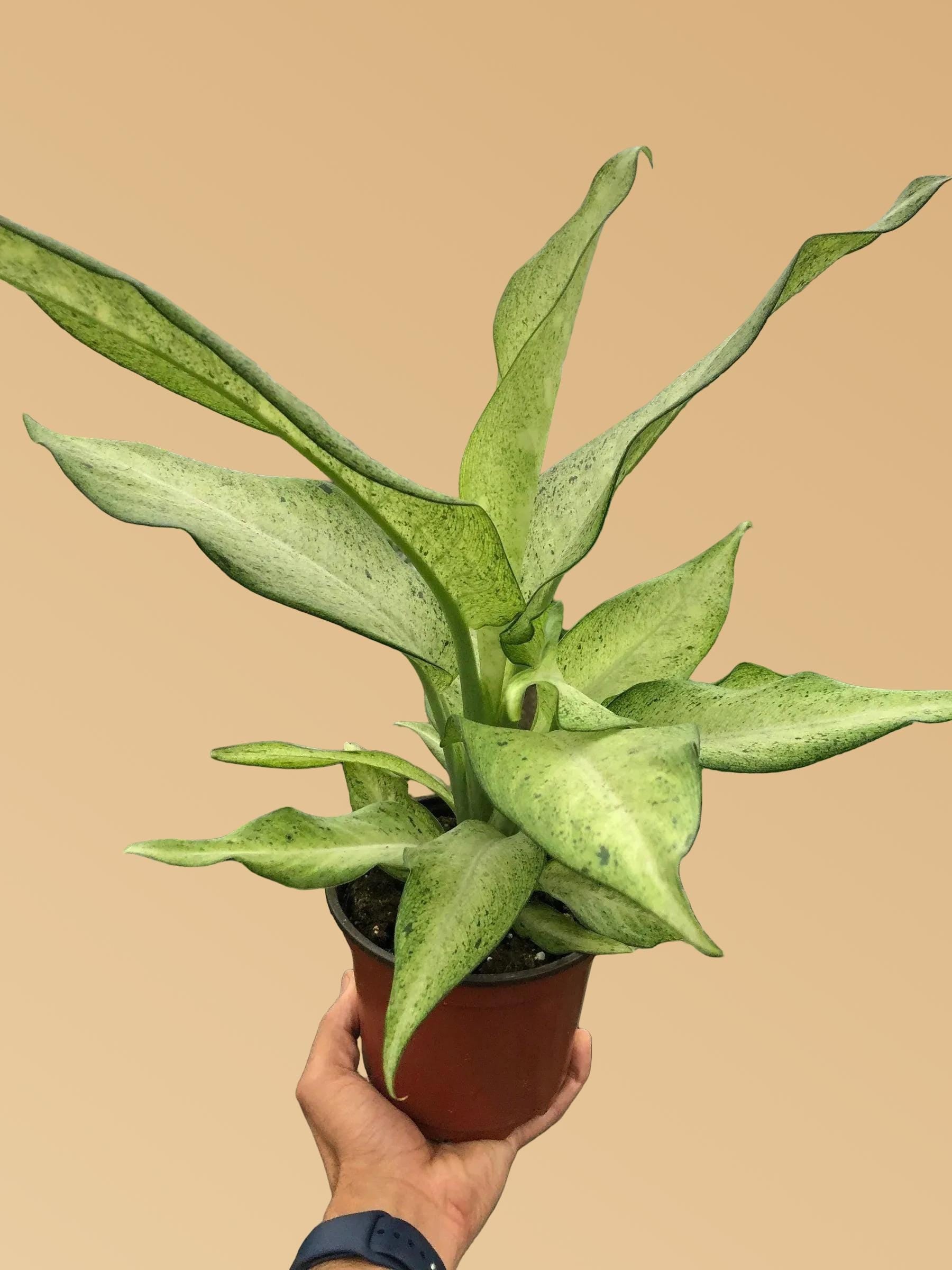 Dieffenbachia 'Camouflage'