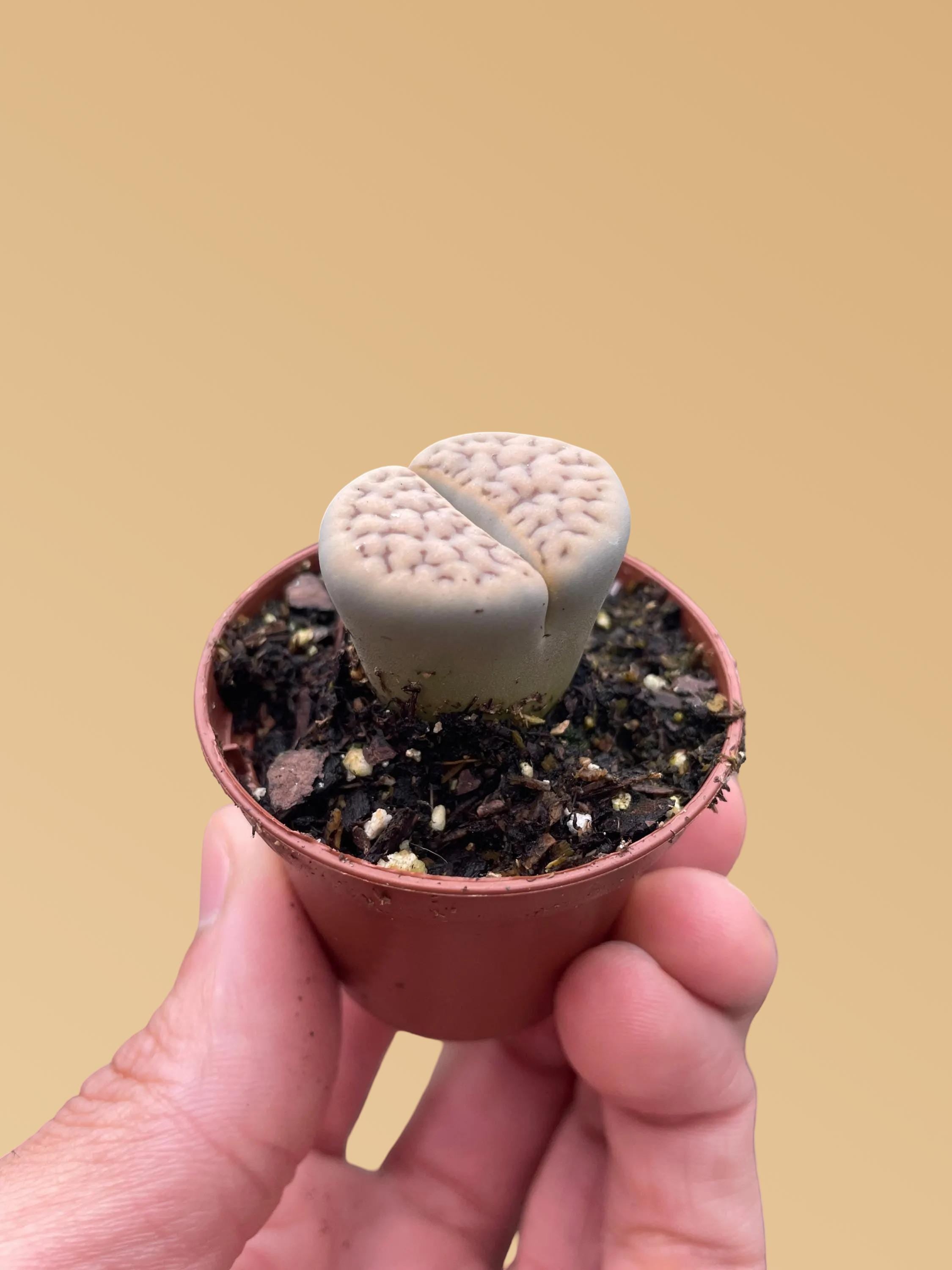 Lithop Living Stone