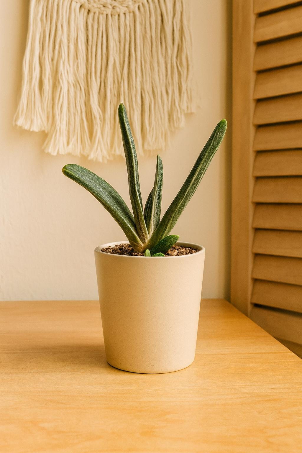 Succulent Gasteria Little Warty