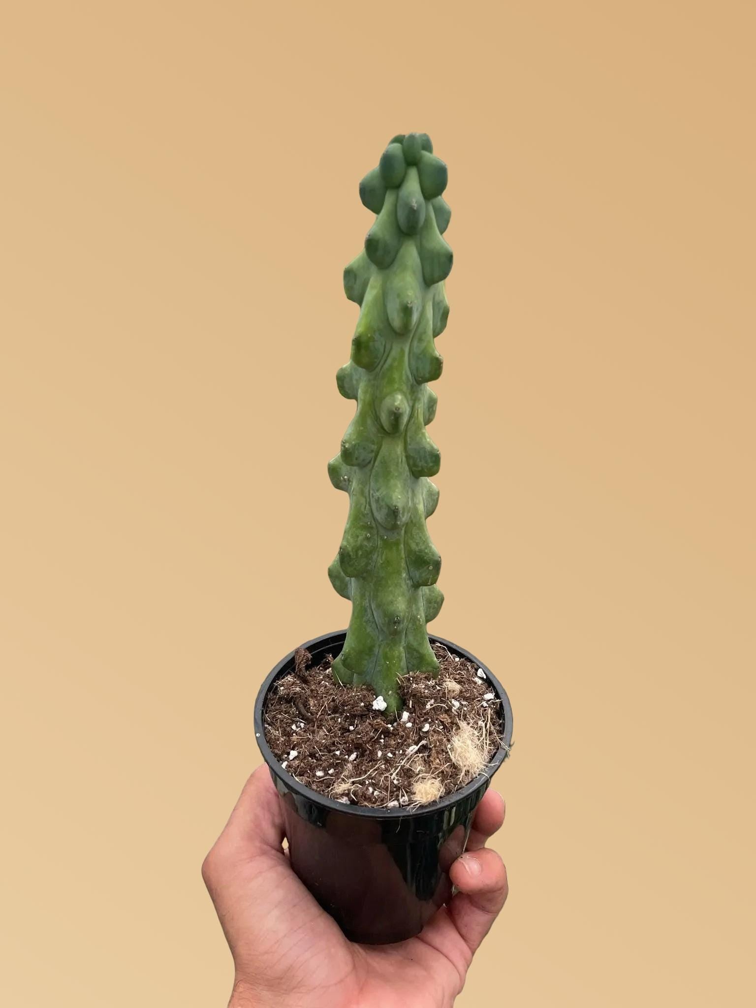Boobie Cactus