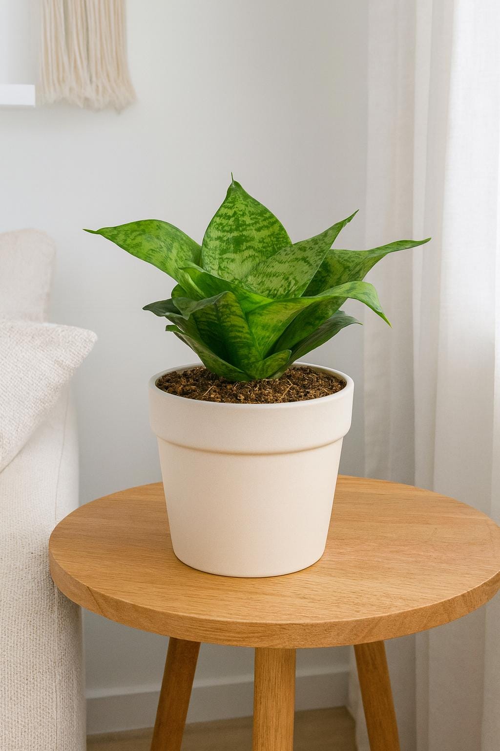 Snake Plant Black Robusta