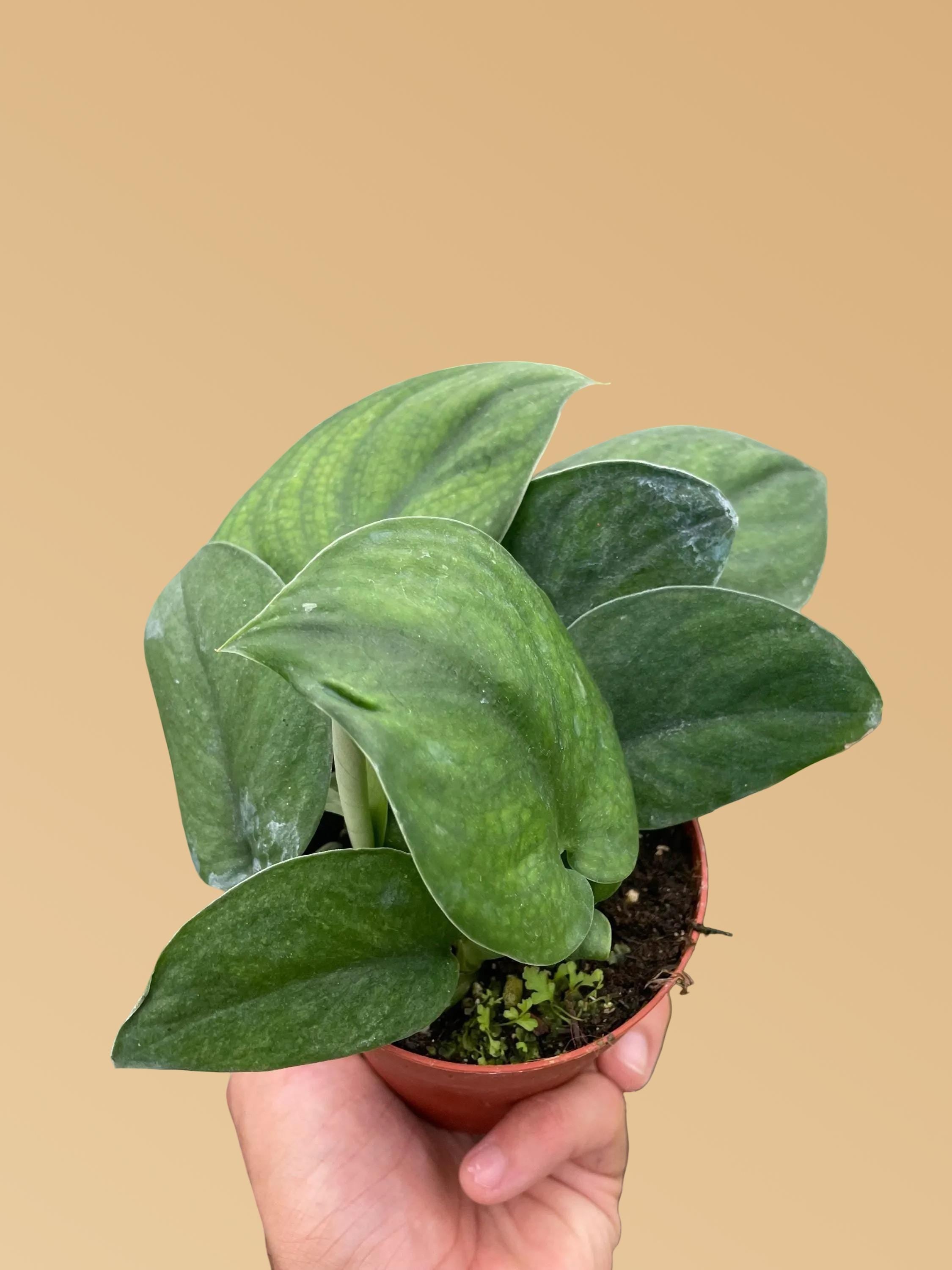 Pothos Jade Satin