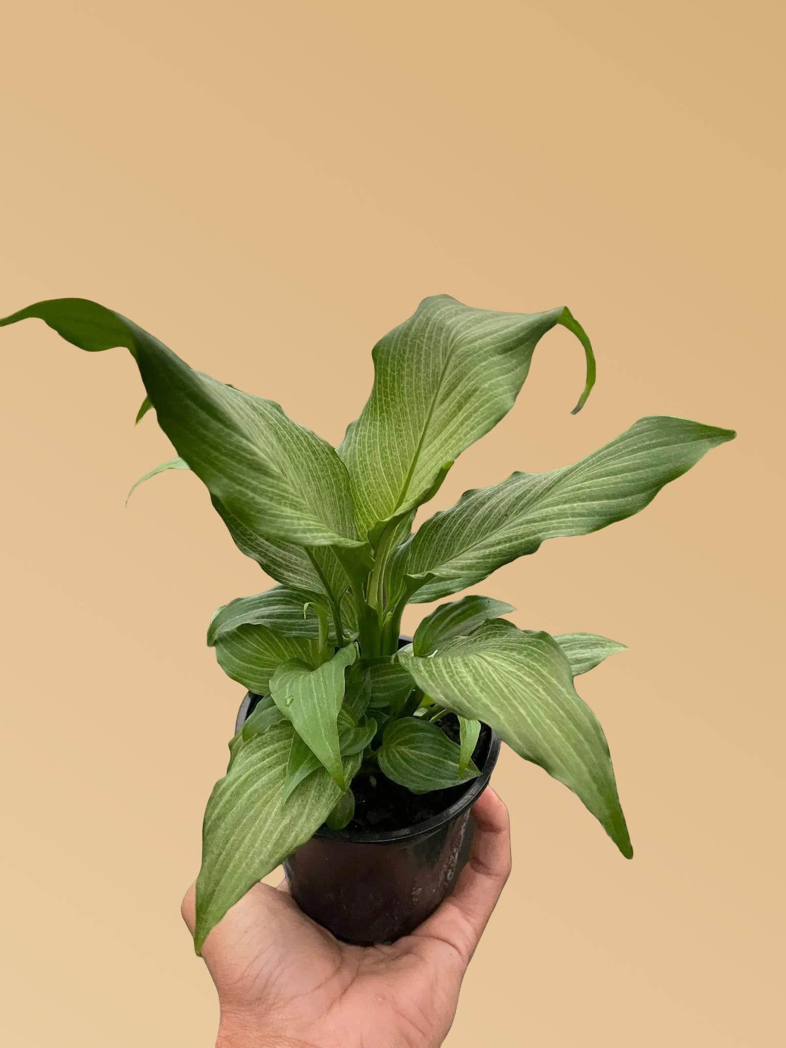 Spathiphyllum 'Platinum Mist'
