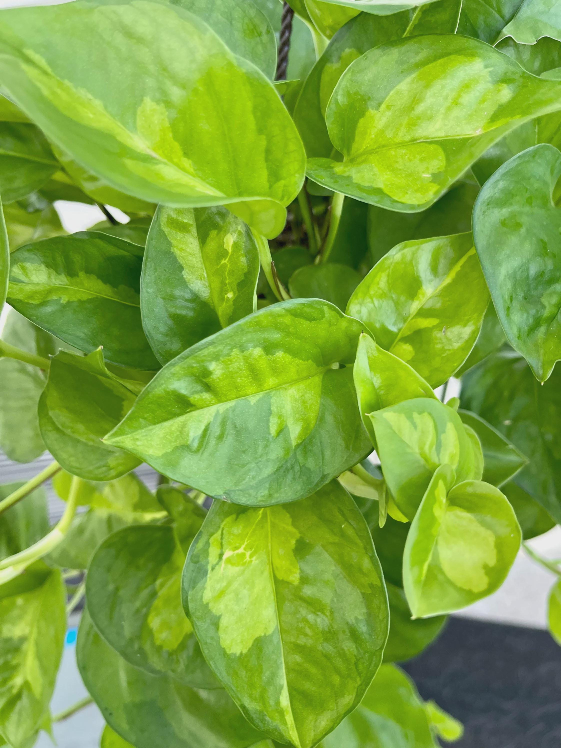 Pothos 'Global Green'
