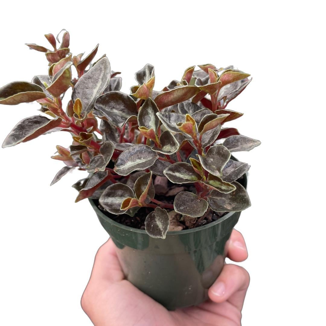 Peperomia 'Metallica' Indoor Plants 4" Pot Austin Jungle Co.