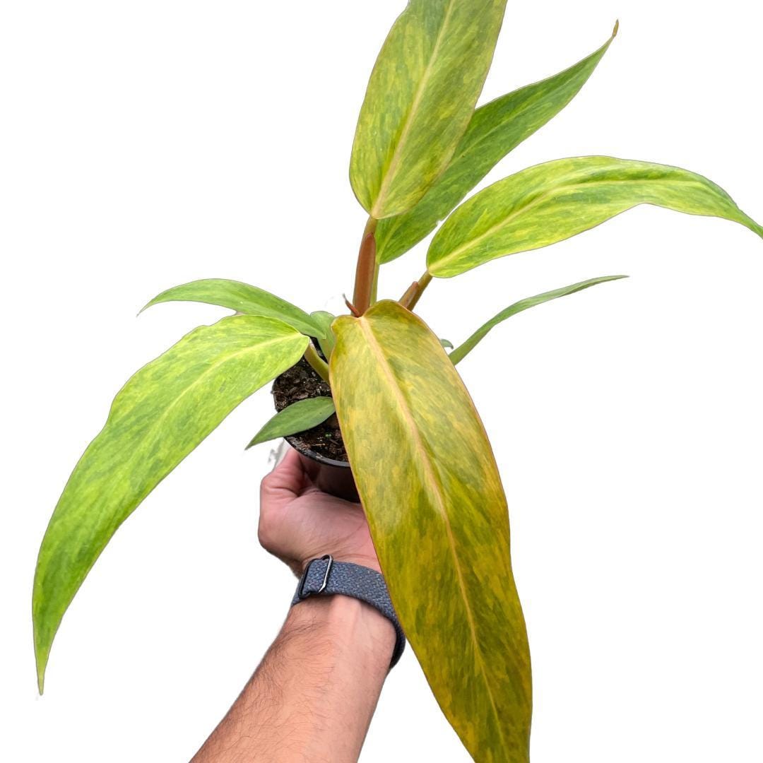 Philodendron 'Orange Marmalade' Indoor Plants 2" Pot Austin Jungle Co.