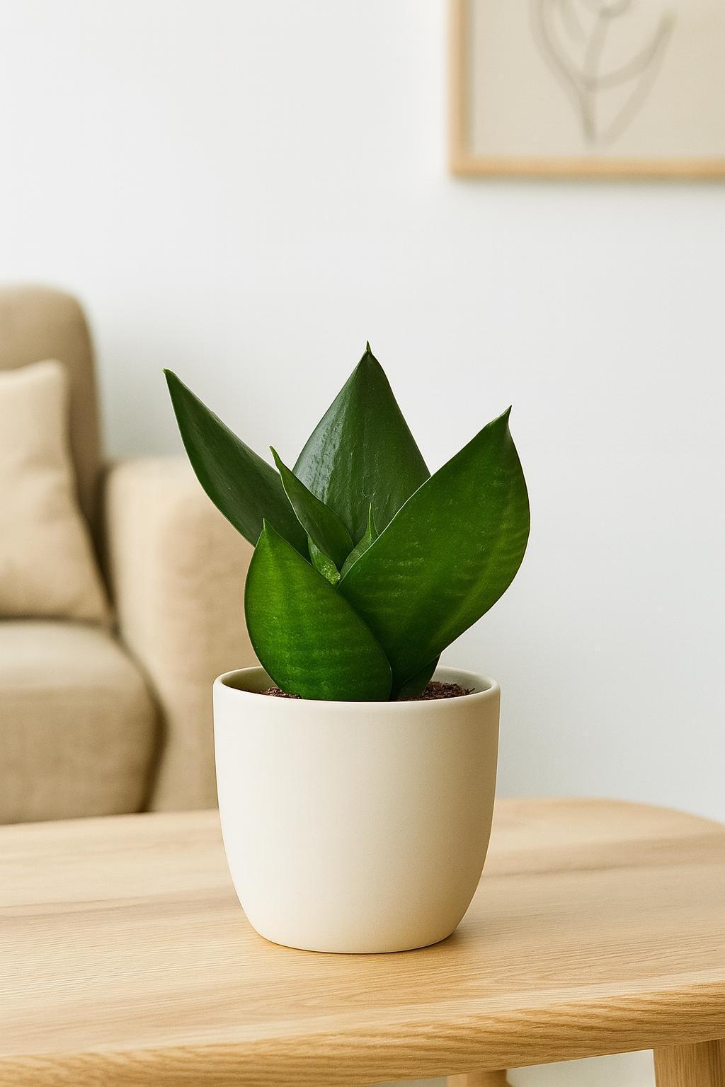 Snake Plant Jade