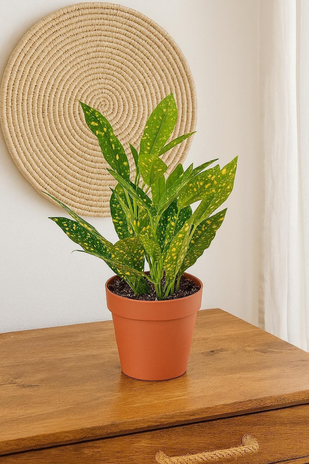 Croton 'Gold Dust'