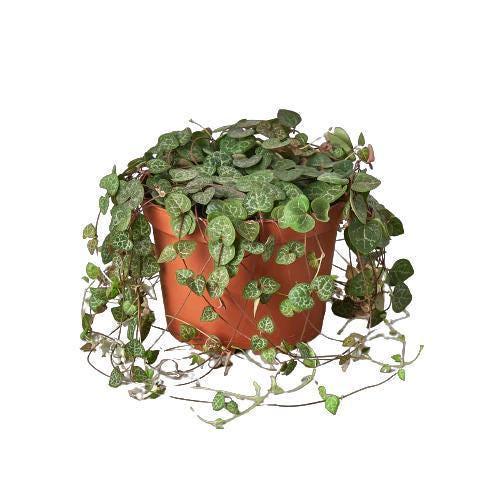 Succulent 'String of Hearts'