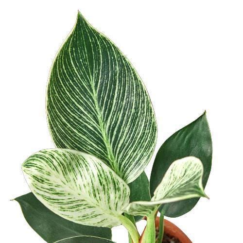 Philodendron 'Birkin'