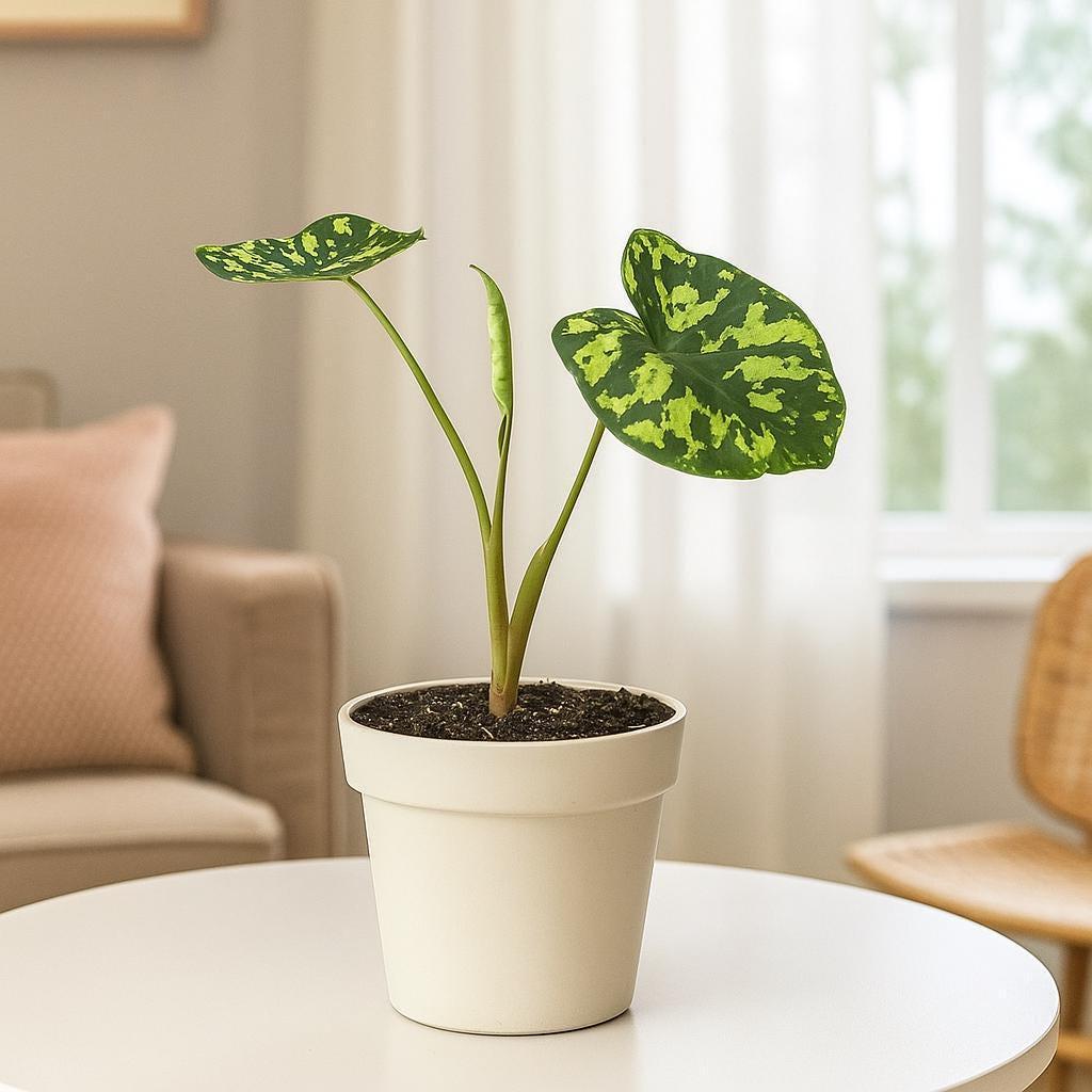 Alocasia 'Hilo Beauty'