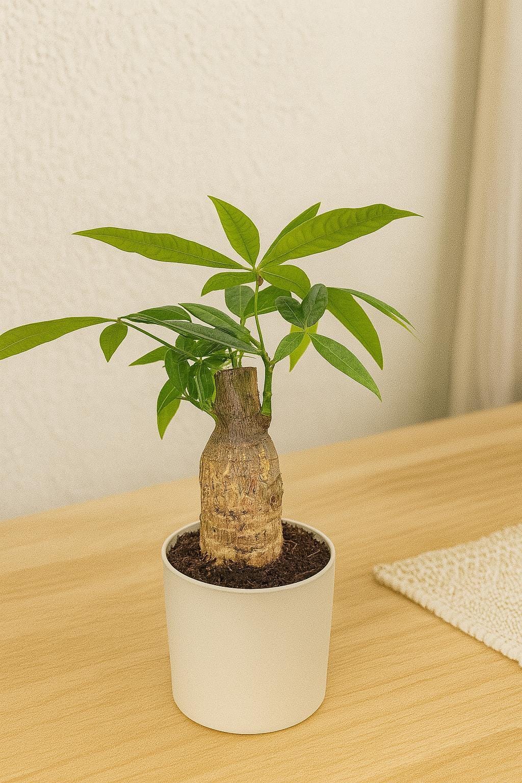 Money Tree 'Guiana Chestnut' Pachira Stump