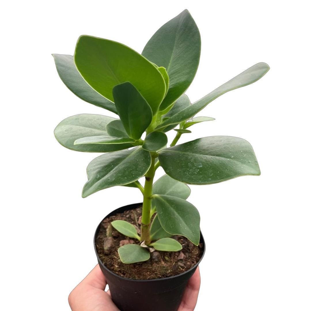Clusia 'Princess' (Autograph Plant)