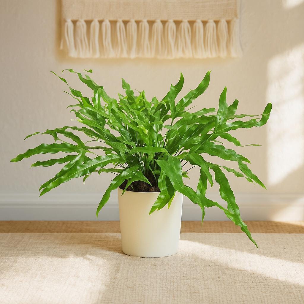 Fern 'Kangaroo Paw'