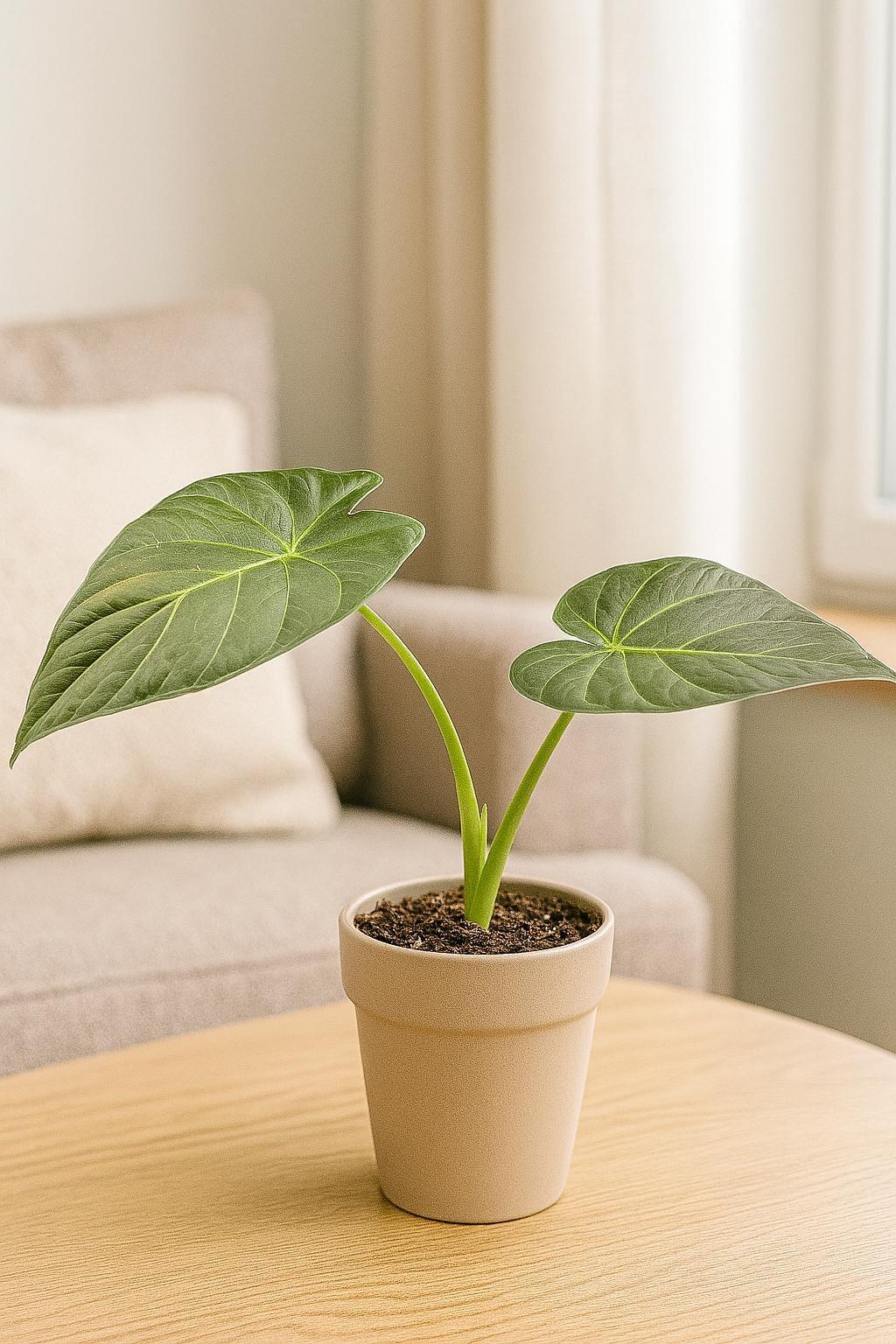 Alocasia 'Regal Shields'